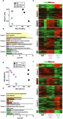 Immunomodulation by glucocorticoid-induced leucine zipper in macrophages: enhanced phagocytosis, protection from pyroptosis, and altered mitochondrial function